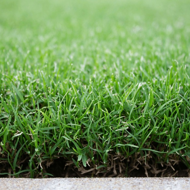 Tiftuf Bermuda Brisbane Gold Coast And Ipswich All Turf Solutions 0459