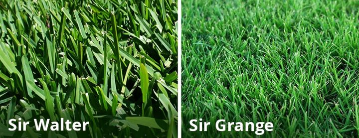 Sir Walter Buffalo Grass vs Sir Grange Zoysia Turf