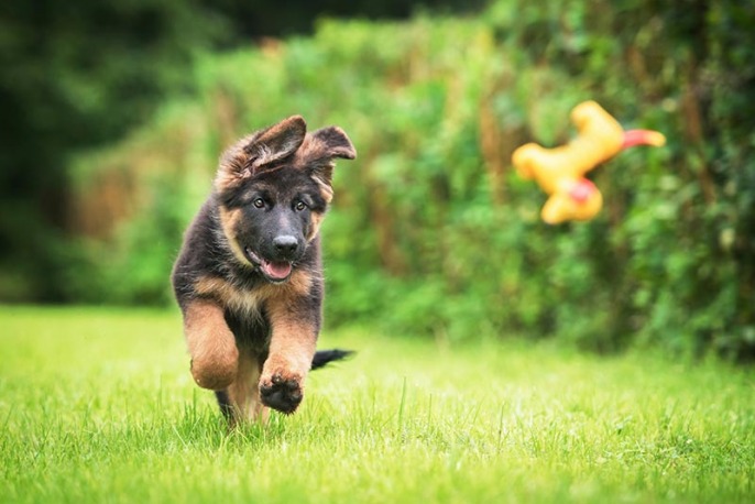 dog running after a toy