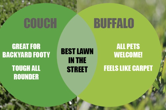 Couch and Buffalo Lawns