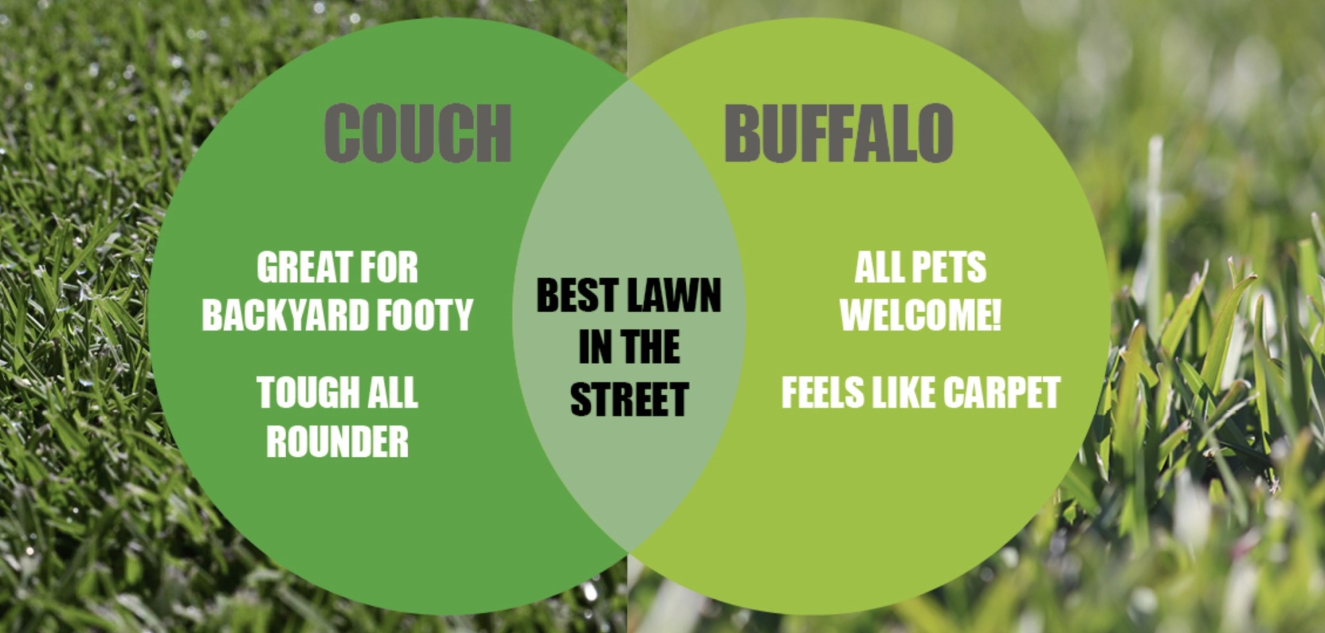 Couch and Buffalo Lawns