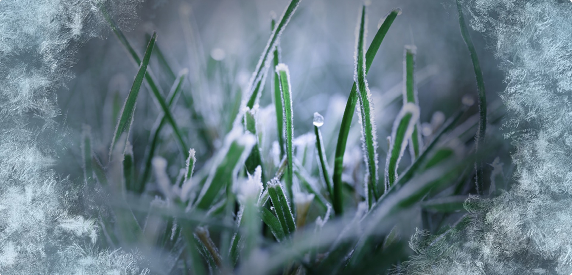 How to Help a Frost Affected Lawn