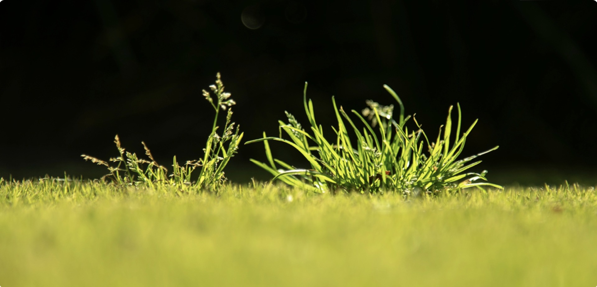 Winter Grass (Poa annua)