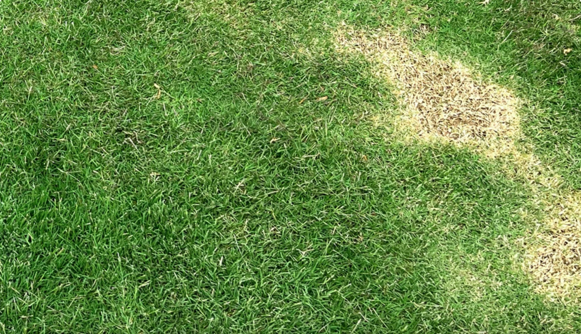 How to Stop Patches from Scalping While Mowing