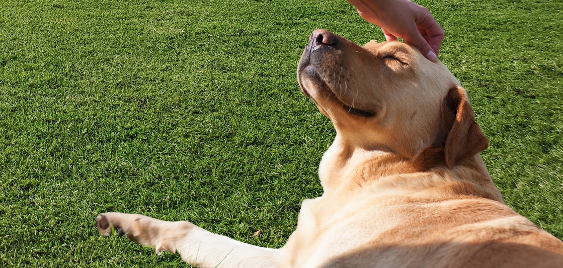 How to create the ultimate lawn for dogs