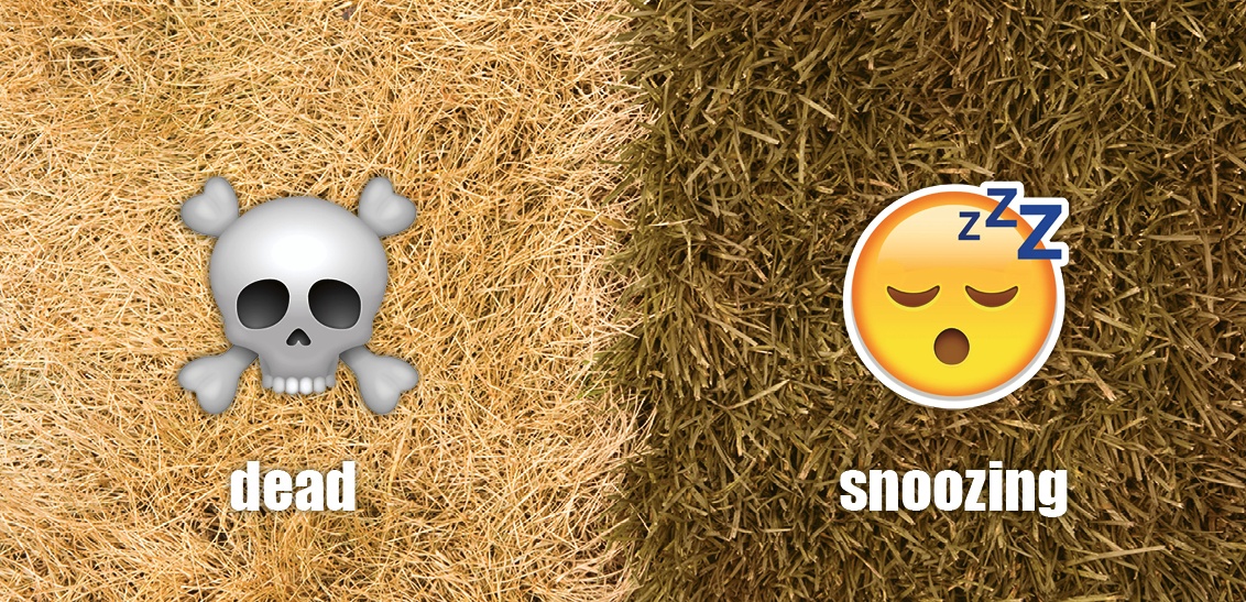 Is brown grass dead? No, your lawn isn’t dead, it’s sleeping!