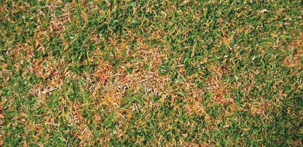 Anthracnose diseases