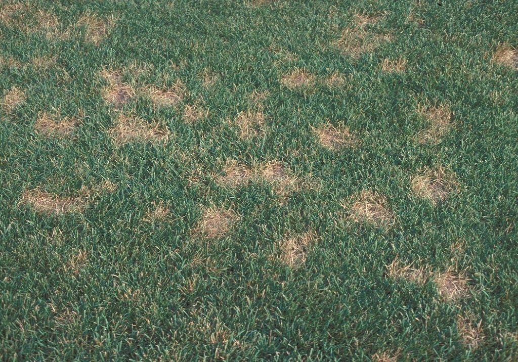 Dollar spot disease on lawn