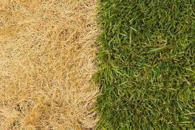 Dry dead lawn vs new fresh lawn