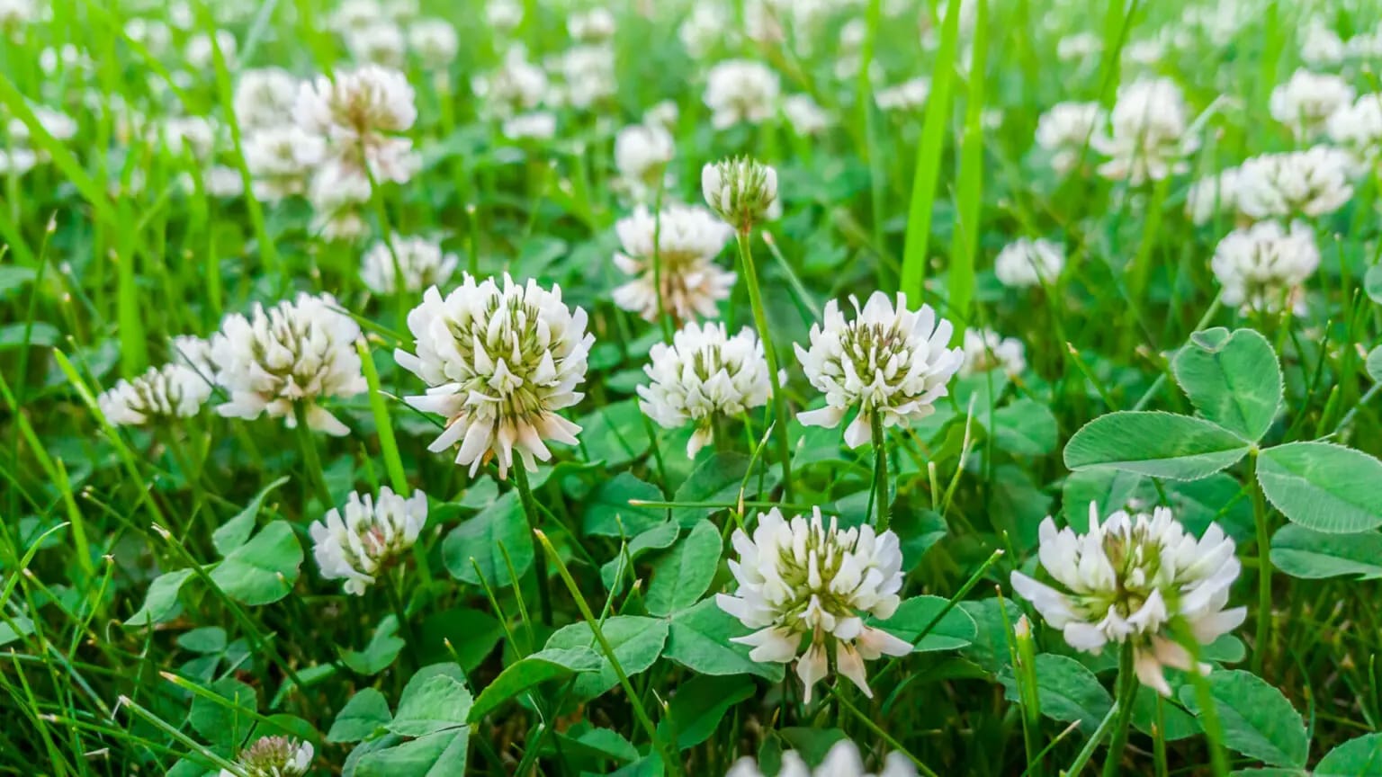 Clover in Lawn